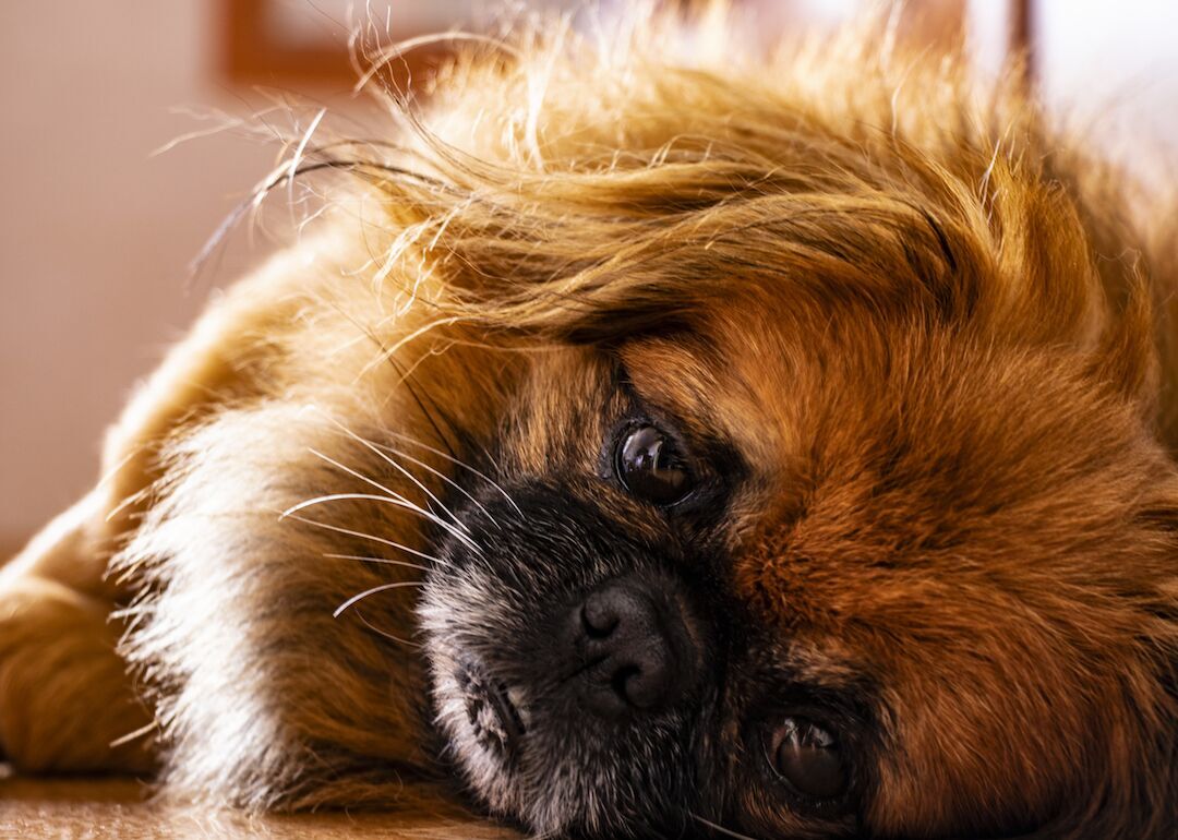 #23. Pekingese